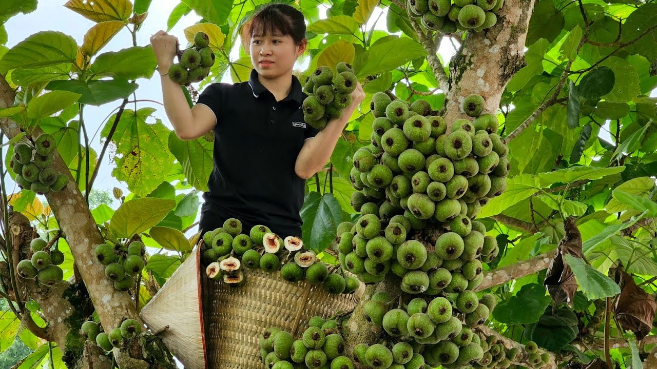 FULL VIDEO: 30 Days Harvesting Figs, Snails, Mussels, Chayote, Oleasters Fruit Go to market sell
