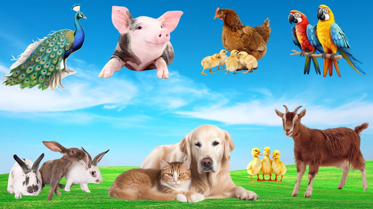 🎶🌿  " Bản Nhạc " Thư Giãn Trên Đồng Quê - Khi Gà 🐔, Bò 🐄, Mèo 🐱 & Cún 🐶 Cùng Hòa Ca