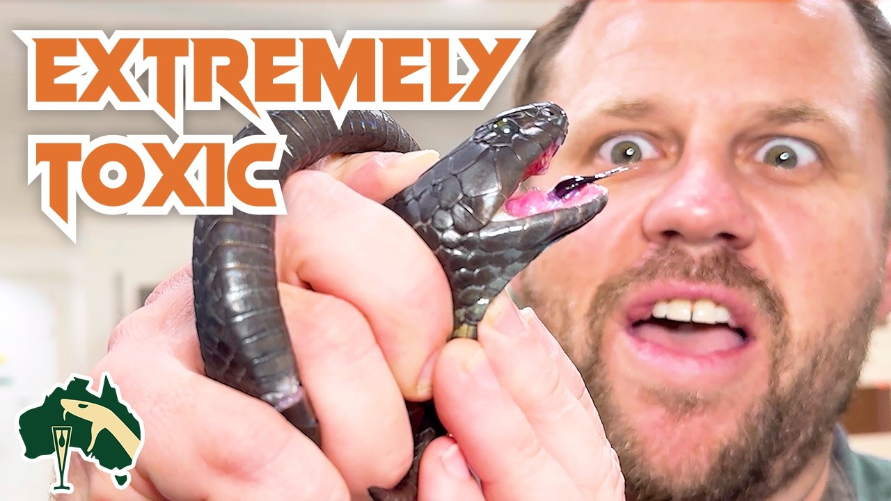 How Deadly Tiger Snake Saves Lives | Venom Diaries