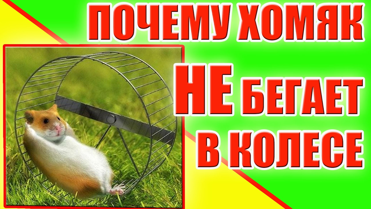 ПОЧЕМУ ХОМЯК НЕ БЕГАЕТ В КОЛЕСЕ / КАК ПРИУЧИТЬ ХОМЯКА К КОЛЕСУ / ХОМЯЧОК / хома/ Alisa Easy Pets