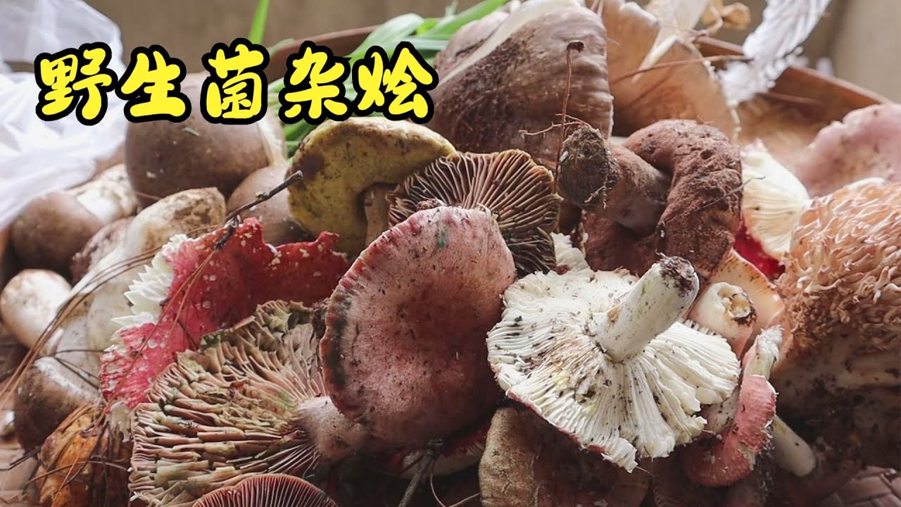 野生菌种类多起来了，那就一锅炖了吧