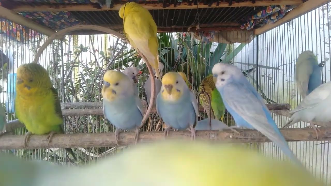 Why This Bird Video Feels So Comfortable