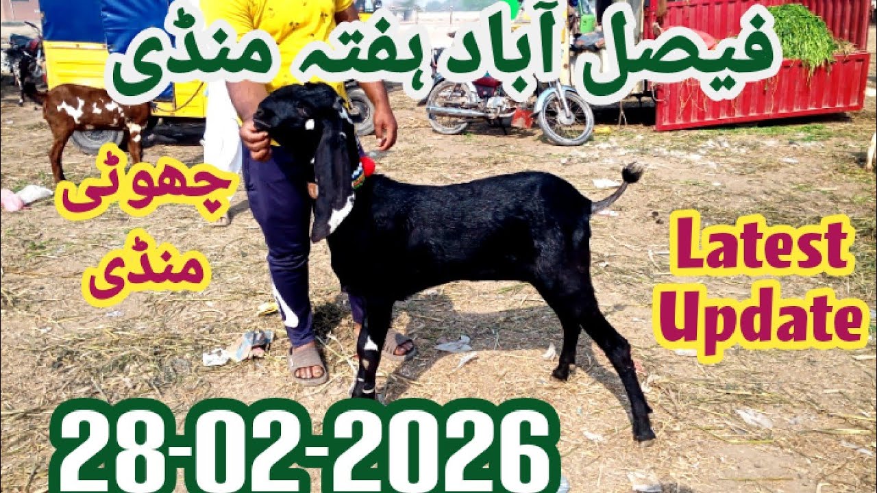 28-02-2026 ھفتہ منڈی فیصل آباد