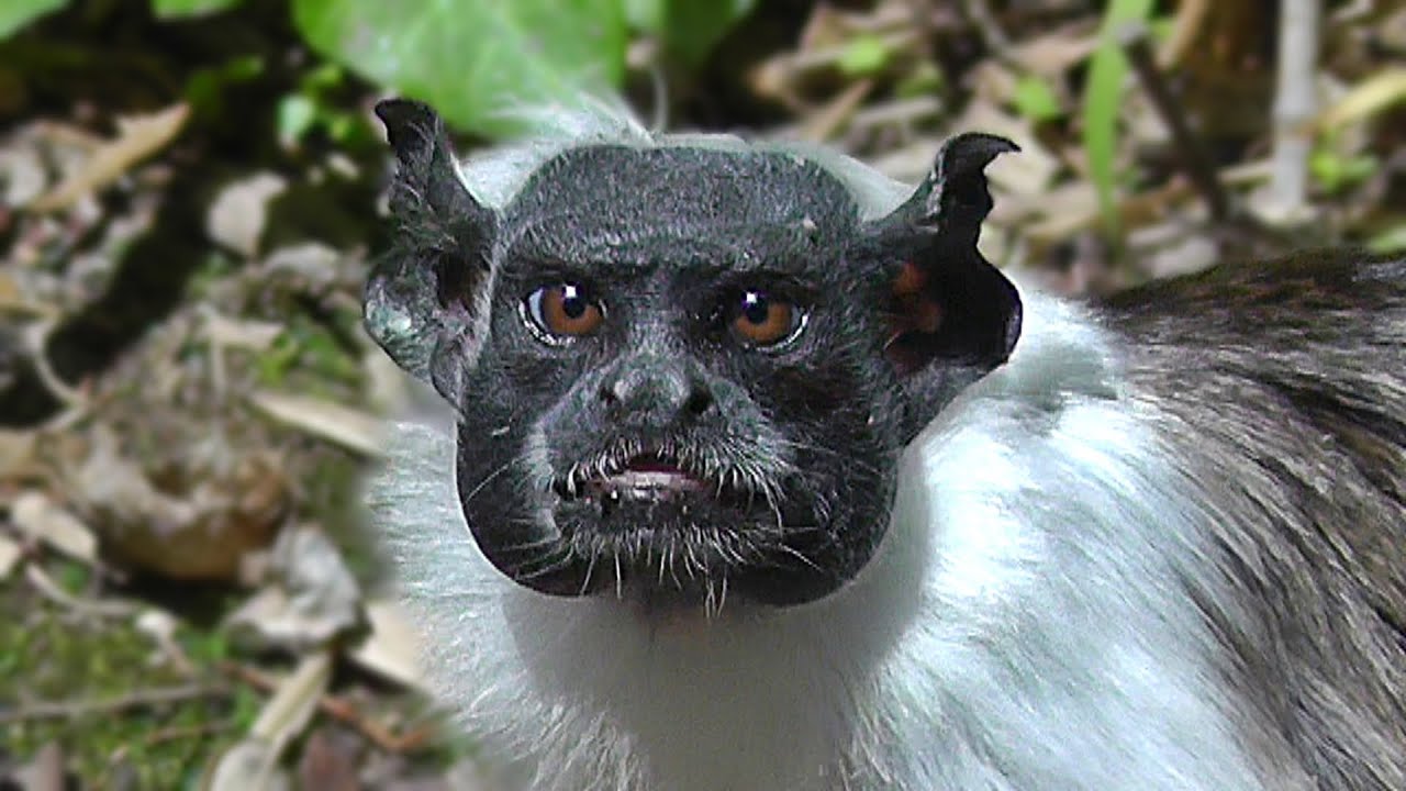 Pied Tamarin