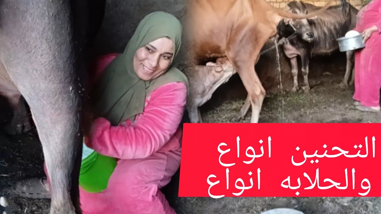 #حلبت الجاموسه اليابسه بكذا طريقه#ورضعت البقره وسط أجواء الريف الجميله