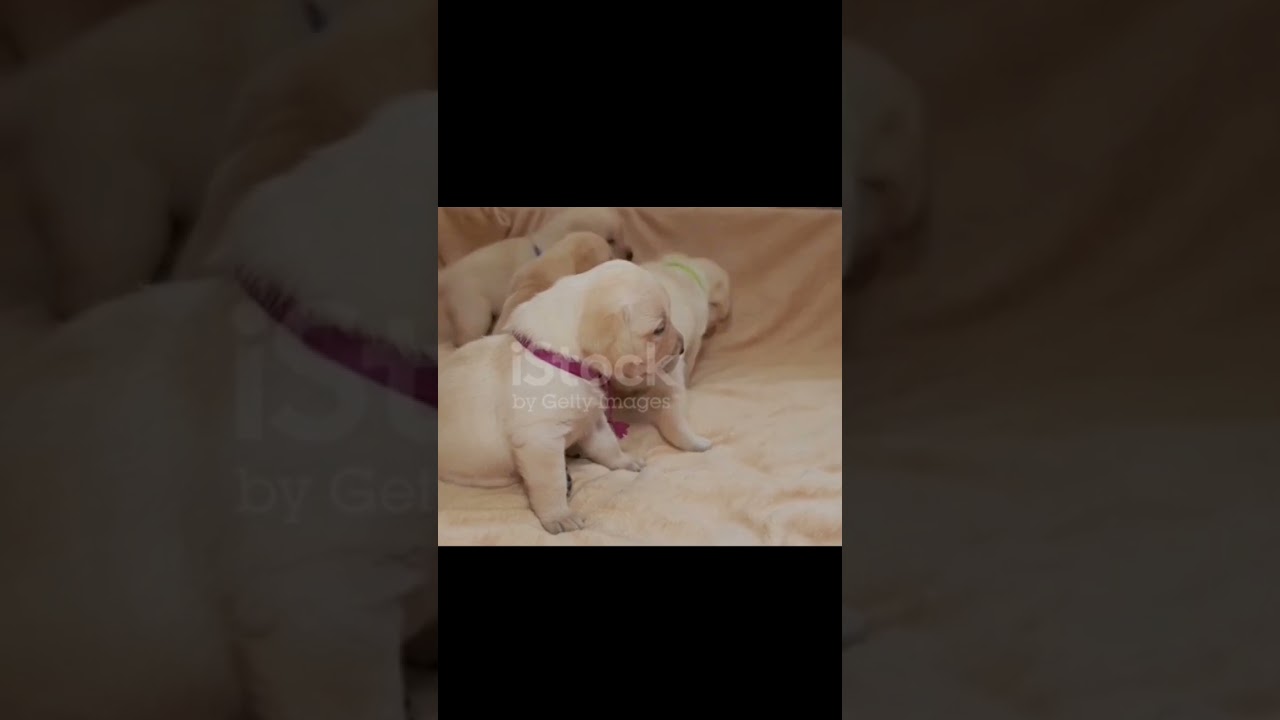 puppies playing indoors 
