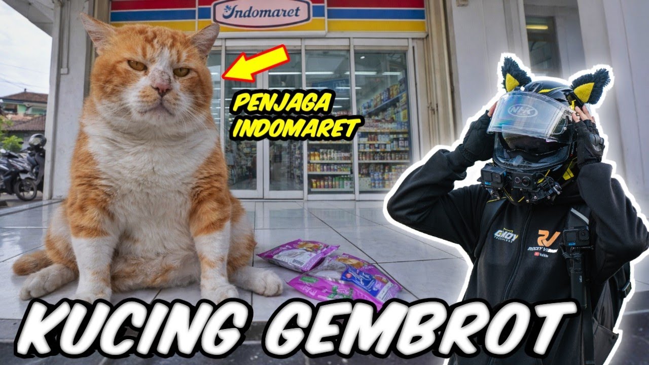 KUCING SUPER GEMUK INI PENJAGA INDOMARET
