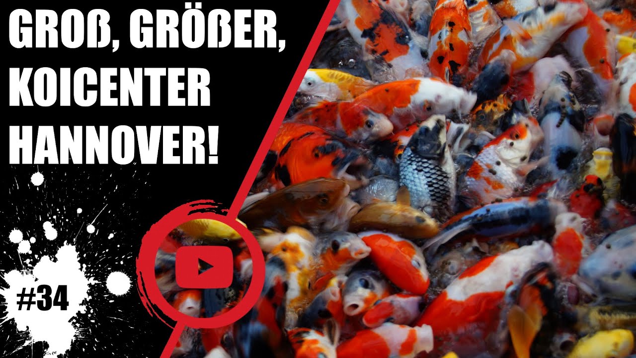 Koiteichblog [34] ★ Zu Besuch im Koicenter Hannover 🐟