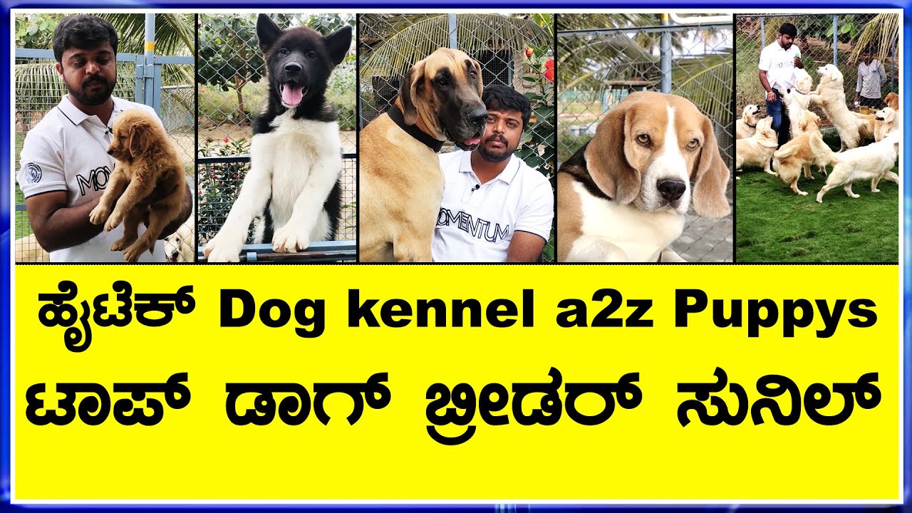 Big Kennel BEST CELEBRITY DOG BREEDER ACROSS THE COUNTRY  //Your Newpup dog kennel