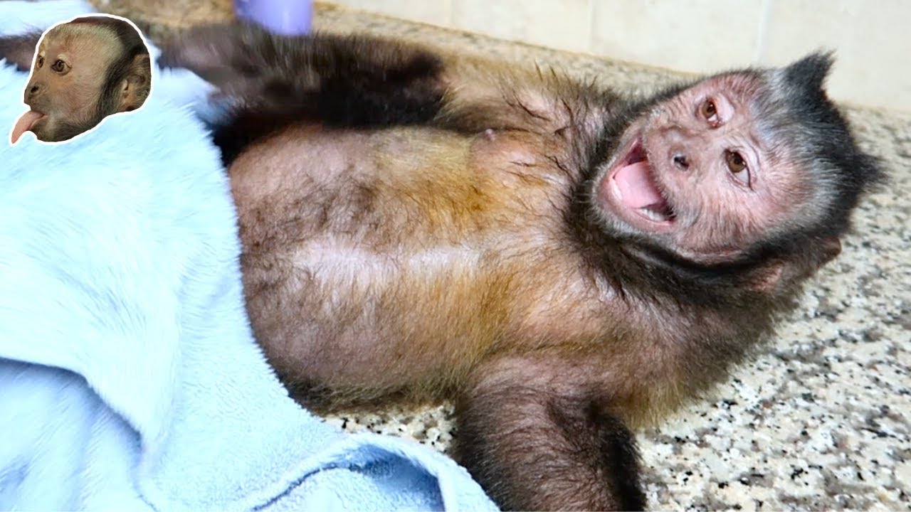 Capuchin Monkey Bath & Manicure! (SISTER VISIT)