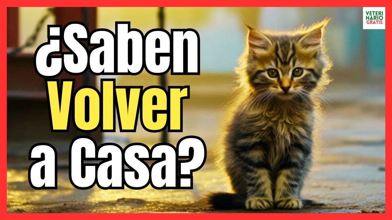 🔴 ¿LOS GATOS SABEN VOLVER A CASA? 🚨