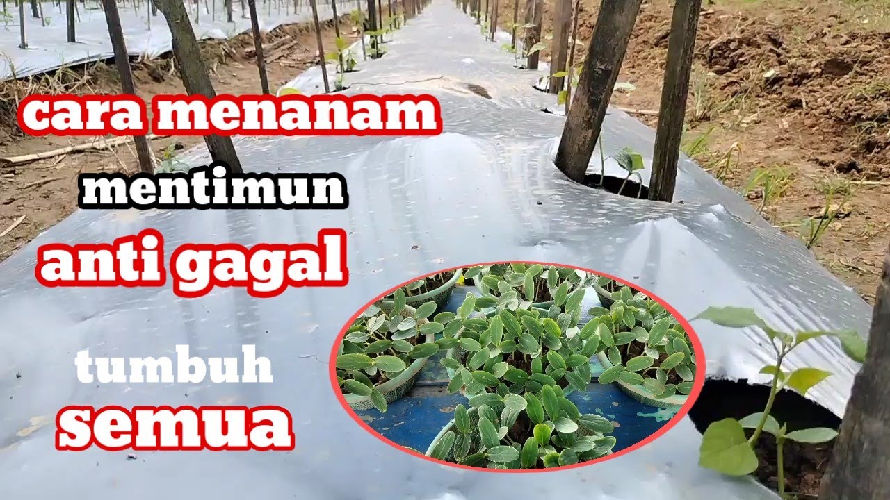 CARA MENANAM MENTIMUN DI MUSIM HUJAN YANG BAIK DAN BENAR