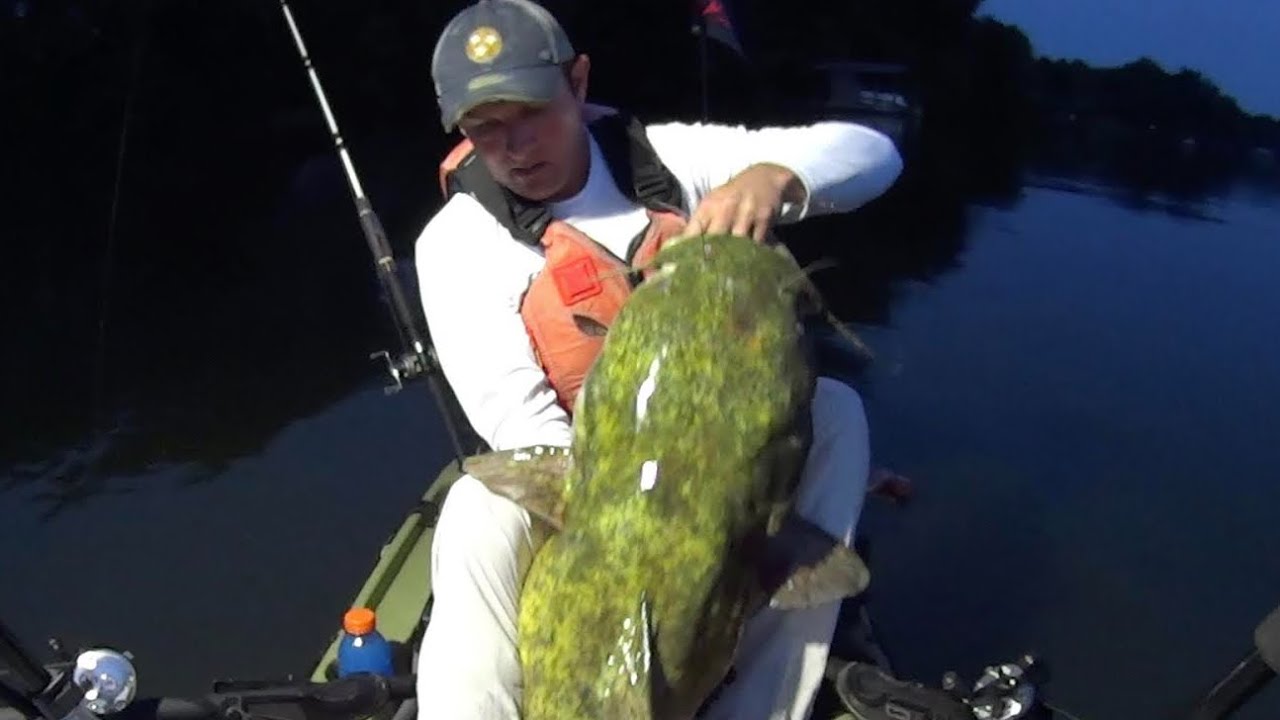 HUGE Flathead Catfish Caught Using Bass for Bait