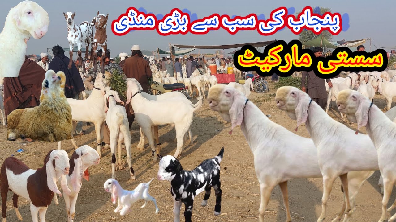 ڈیرہ غازی خان بکرا منڈی اپڈیٹ ابلک گلابی بکرےاور مندرے چھترے بچوں والی بکریاں 03321400186 goat farm