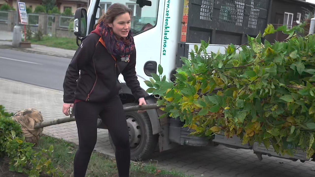 Kultivace a sázení habrů v ulici J. Čapka