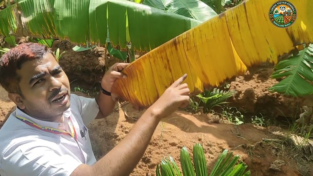 Potassium difficiency in banana ಬಾಳೆಯಲ್ಲಿ ಪೊಟ್ಯಾಷಿಯಂ ಕೊರತೆ