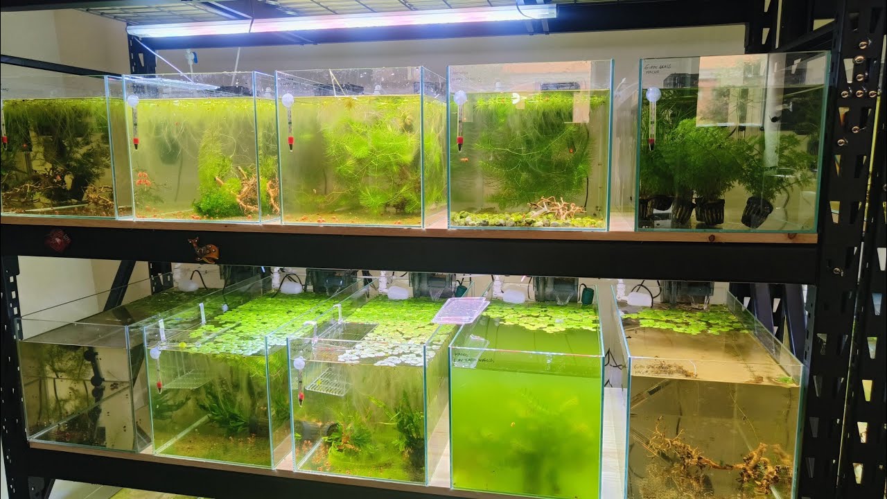 Granja de guppys : Sacamos los primeros alevines de la zona de cria a los acuarios grandes
