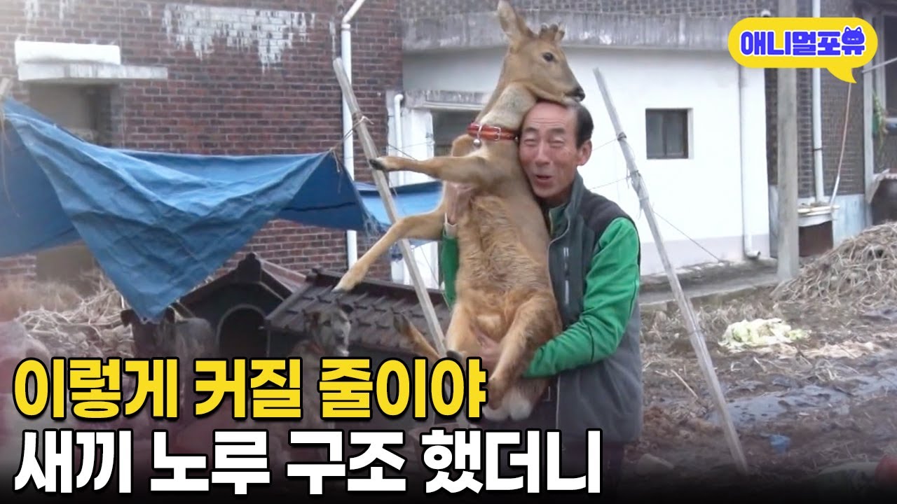 이렇게 커질 줄 몰랐다;; 죽어가던 새끼 노루 데려왔더니 I KBS 생활의 발견 170223 방송
