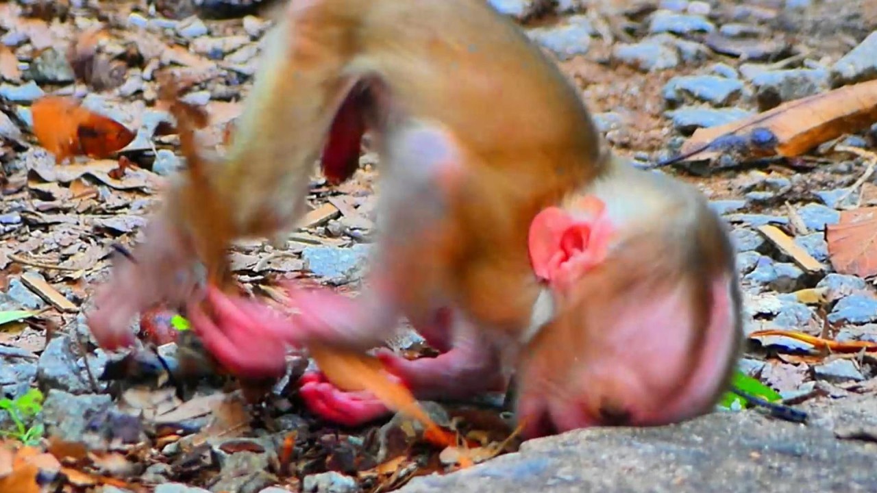 Oh No! Poor Baby's Head Hits Hard Rock Until Hurting Immediately!