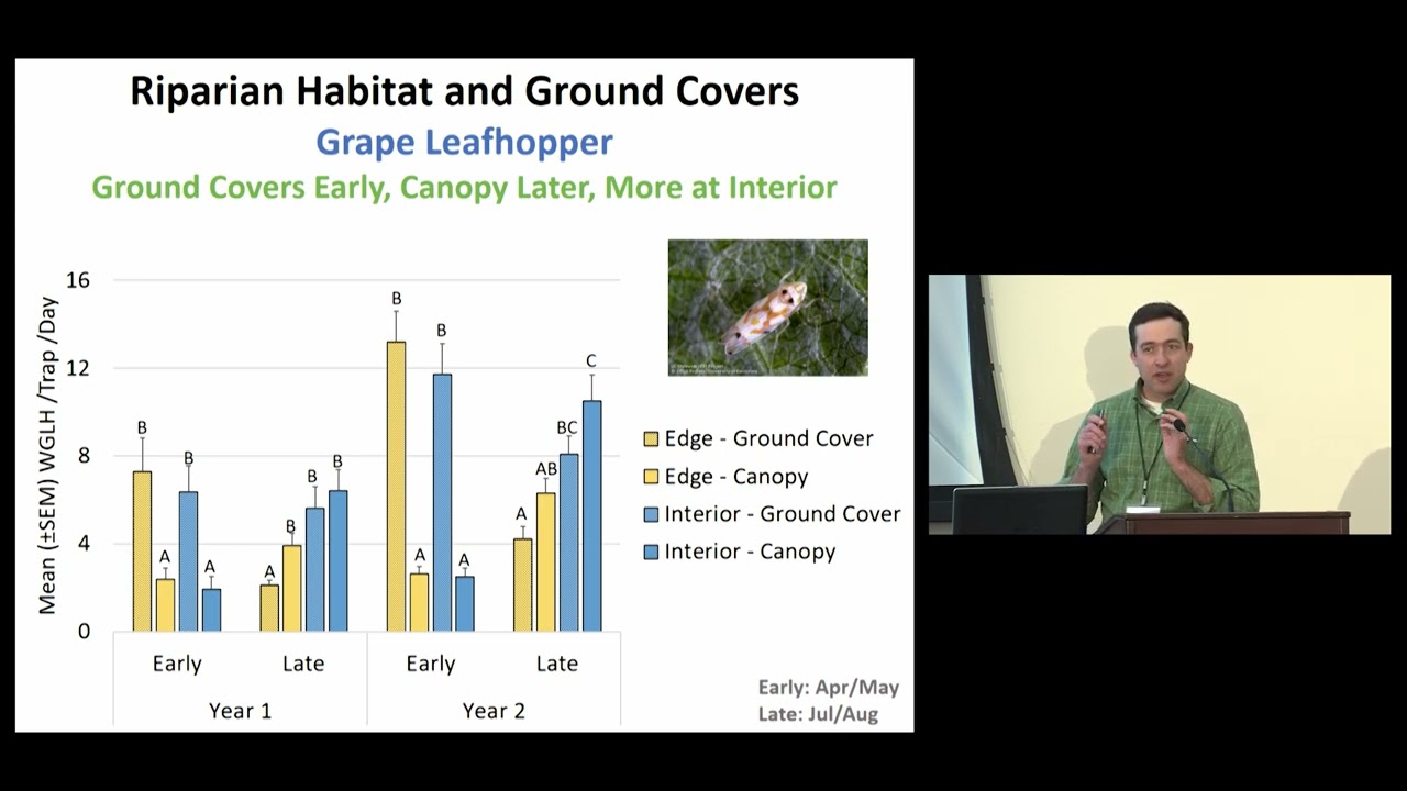 Seasonal Ecology of Three cornered Alfalfa Hopper in Vineyards
