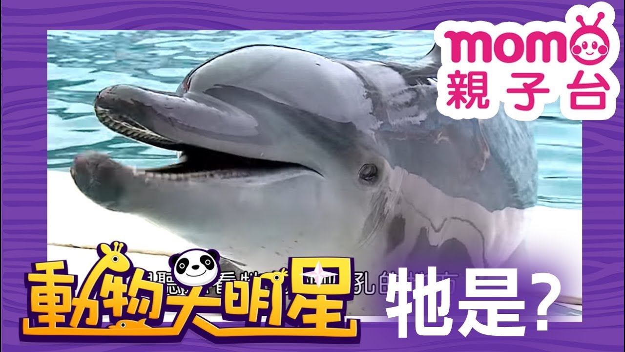 動物大明星 S2【海豚】第2季 第03集｜認識動物｜自然生態｜魚類｜爬蟲類｜昆蟲｜海洋生物｜哺乳類｜Animal big star｜兒童電視節目【親子台｜官方HD完整版】momokids