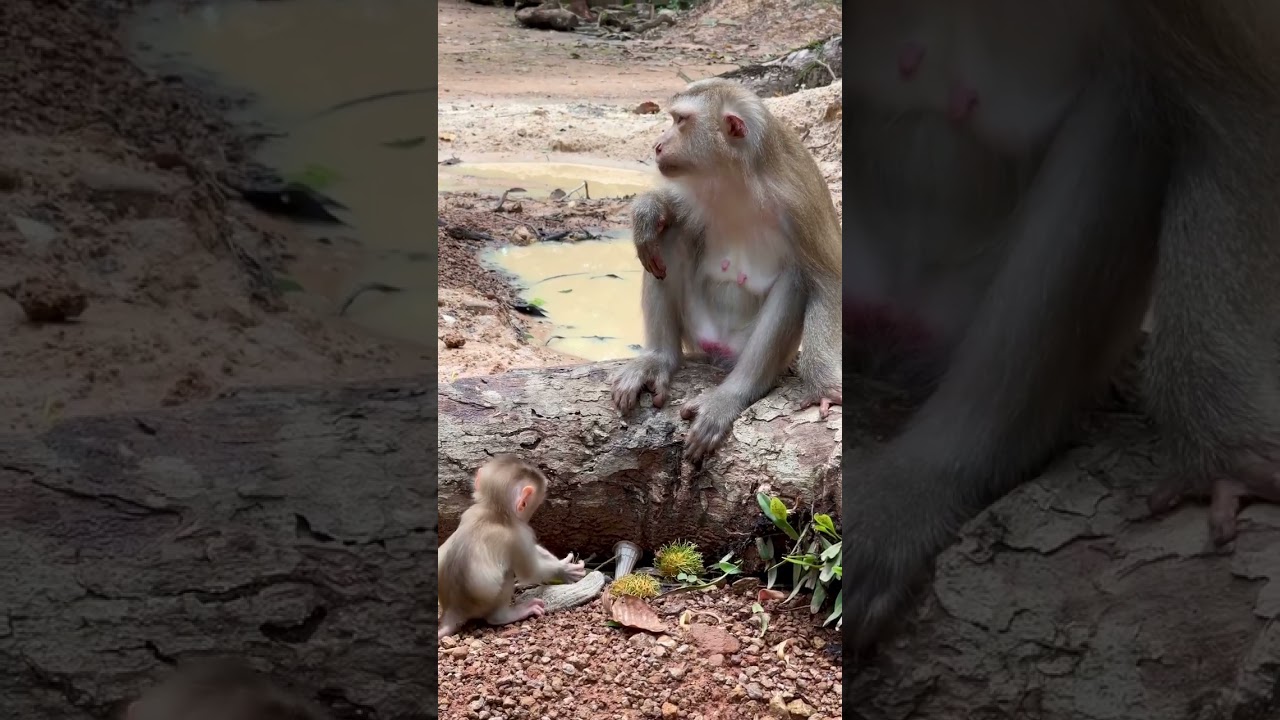 EP.15 Baby Monkey