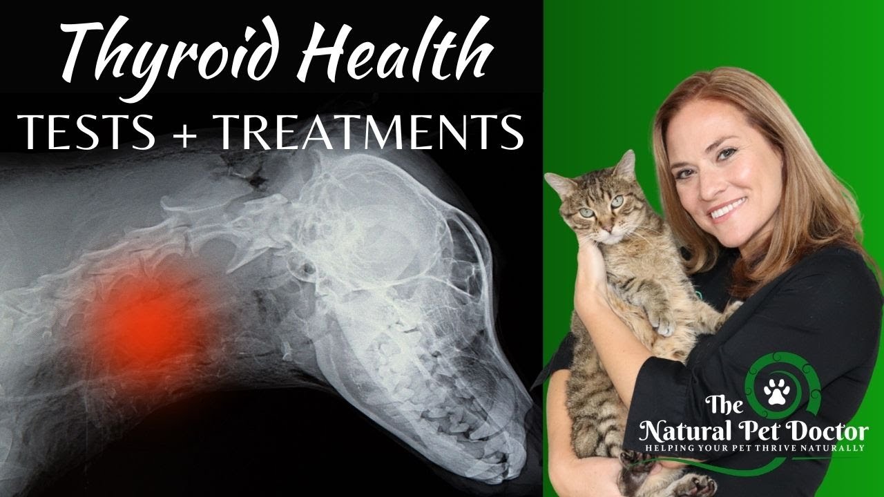 Thyroid Problems In Dogs and Cats With Dr. Katie Woodley - The Natural Pet Doctor
