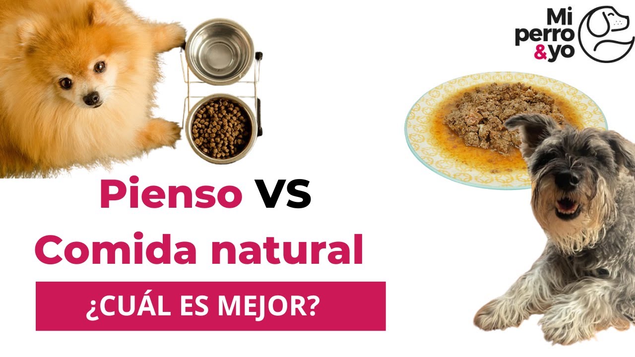 PIENSO VS COMIDA NATURAL PARA PERROS, 🟢&iquest;Cu&aacute;l es mejor? #comidaparaperros #perros #nutricioncanina
