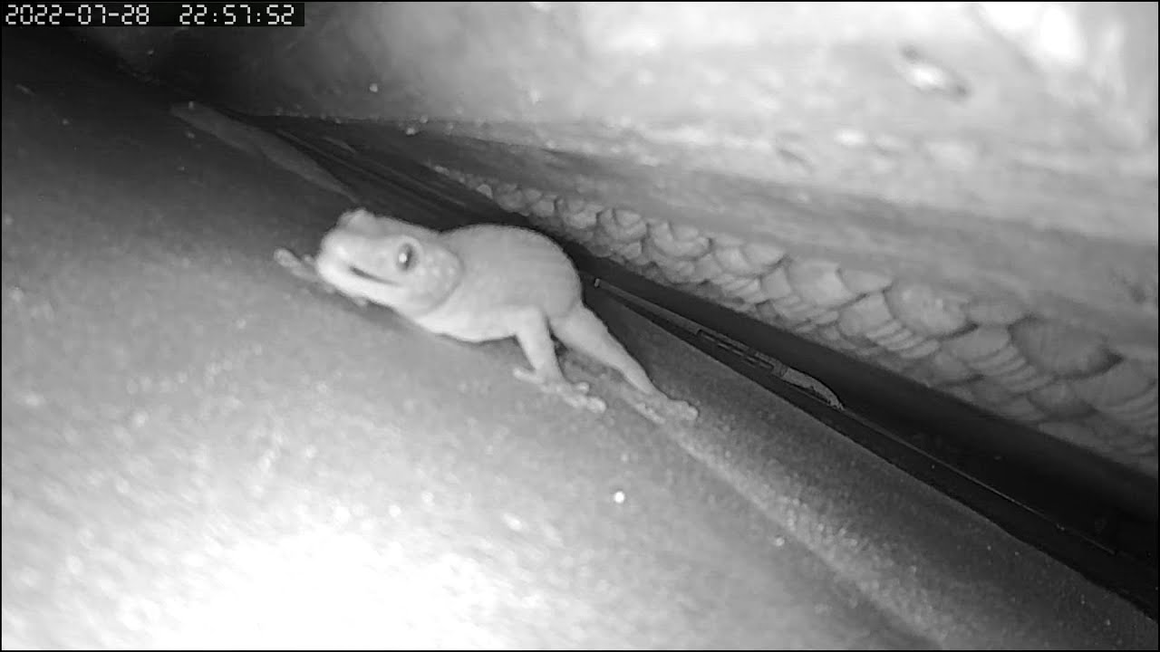 Tokay Gecko mating call, great angle close up