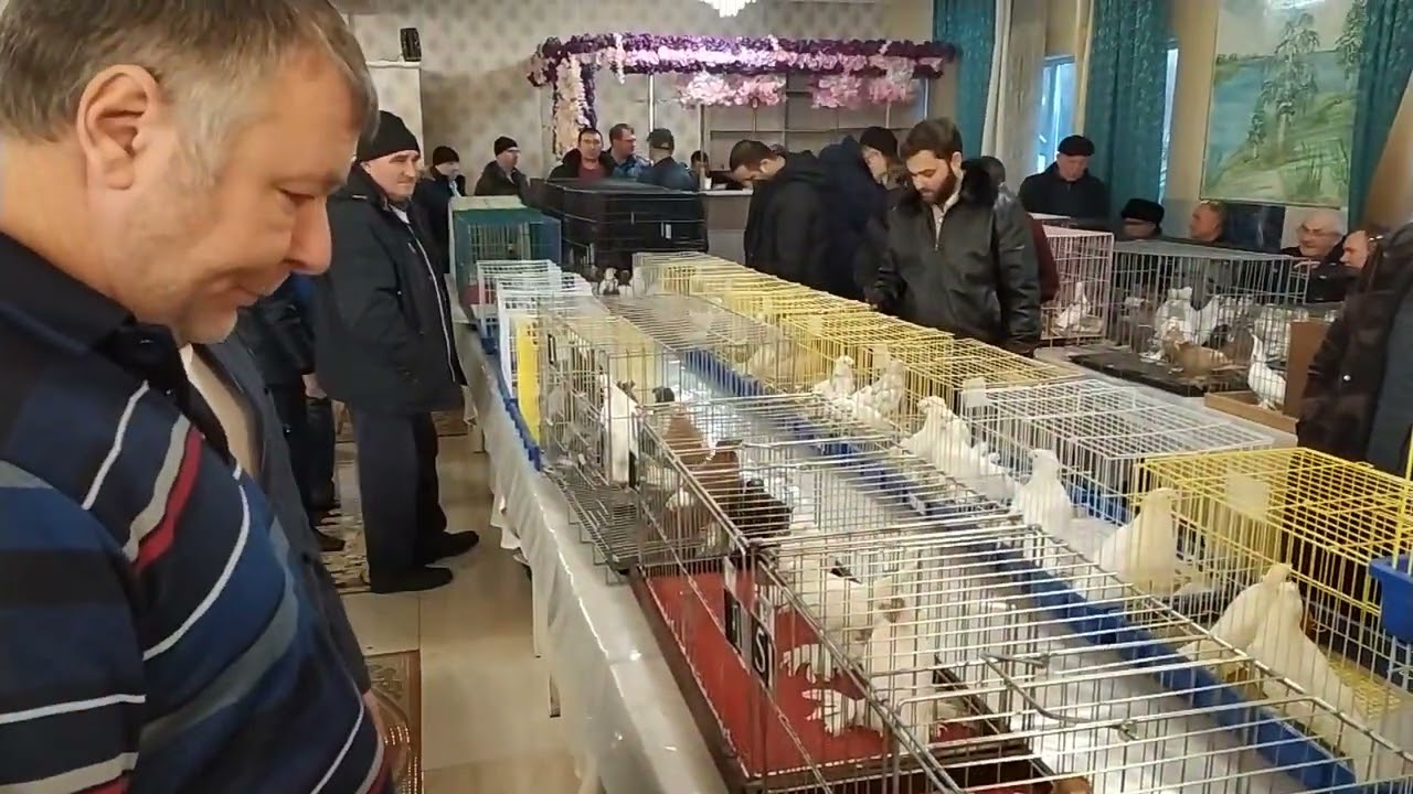 25.11.23 г. Новосибирск Ярмарка Выставка Узбекских голубей.
