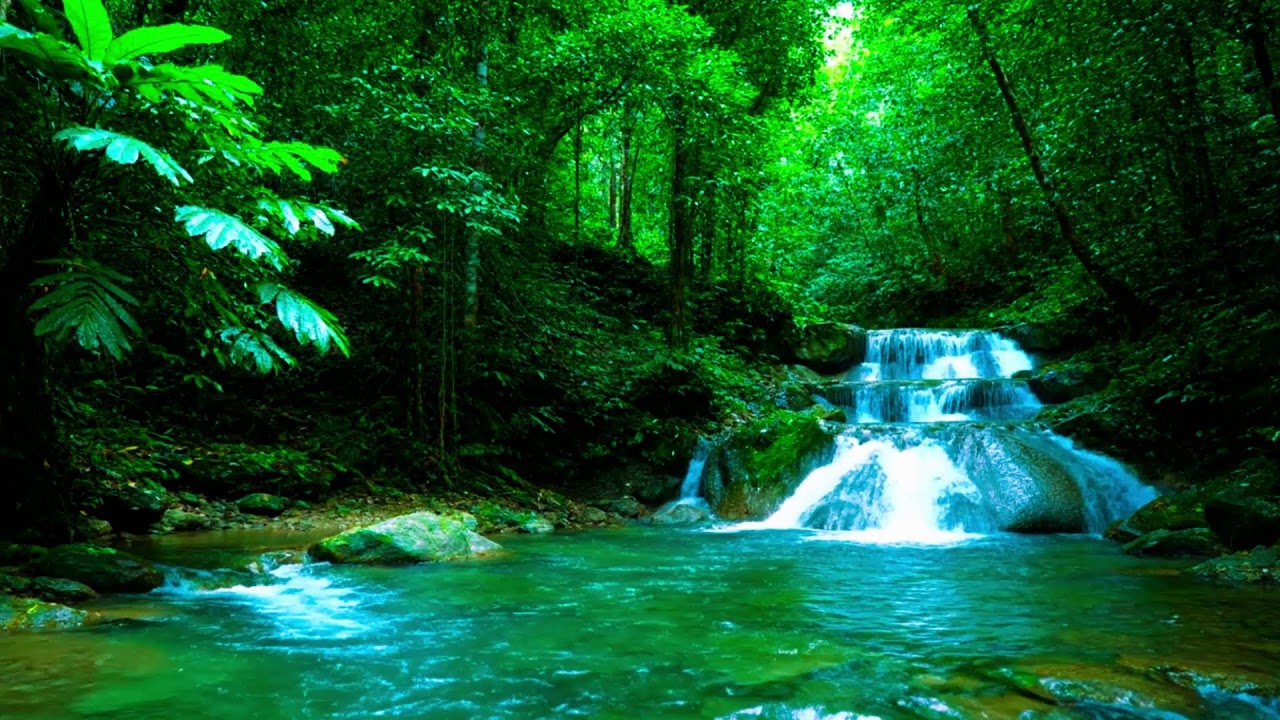 Сильное расслабление 💧 Чистый водный поток в тропическом лесу | ASMR