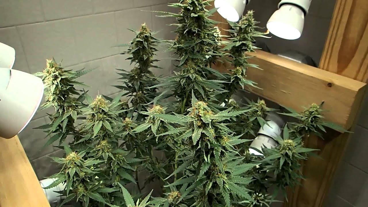 Destroy Spider Mites On Marijuana Cannabis