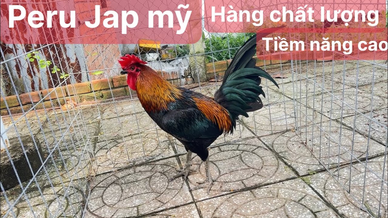 Trại gà mỹ nam phát, tốp trống Peru Jap mỹ, ngày 28 tháng 2, 2026 083.888.2228