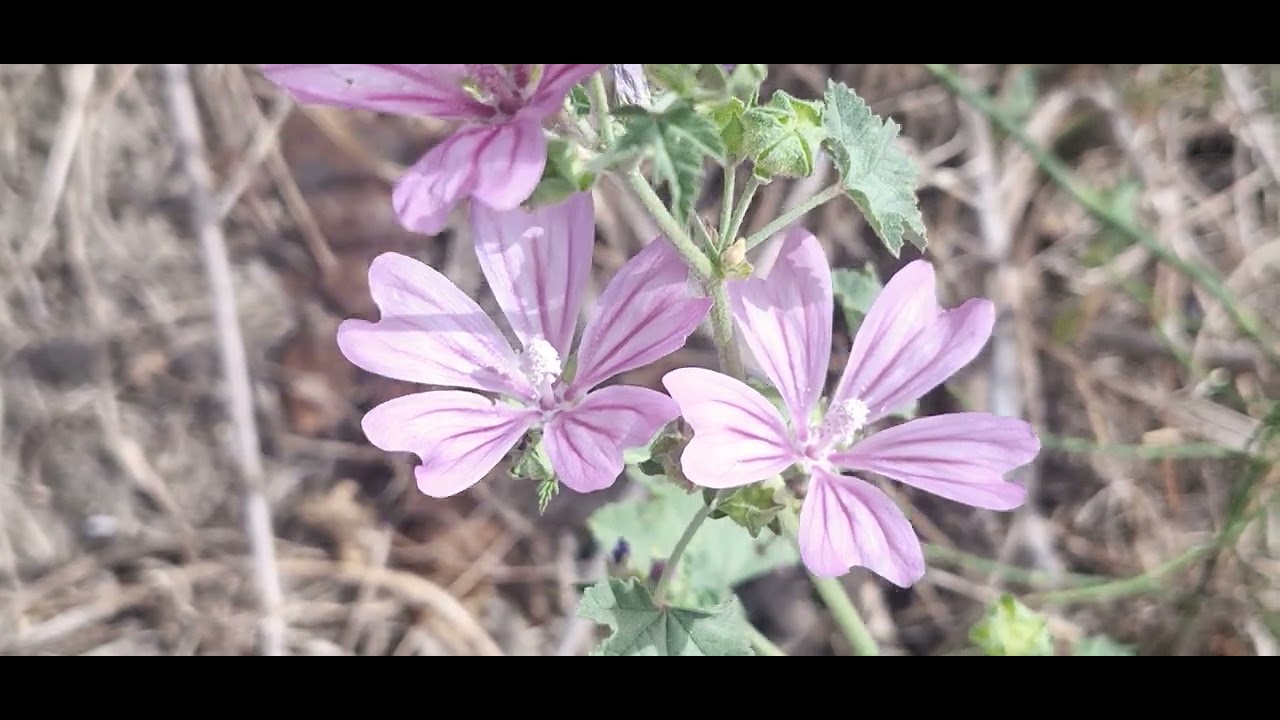 ‎@-earth.plants-animals  Malva sylvestris,common mallow,mëllaga(1)
