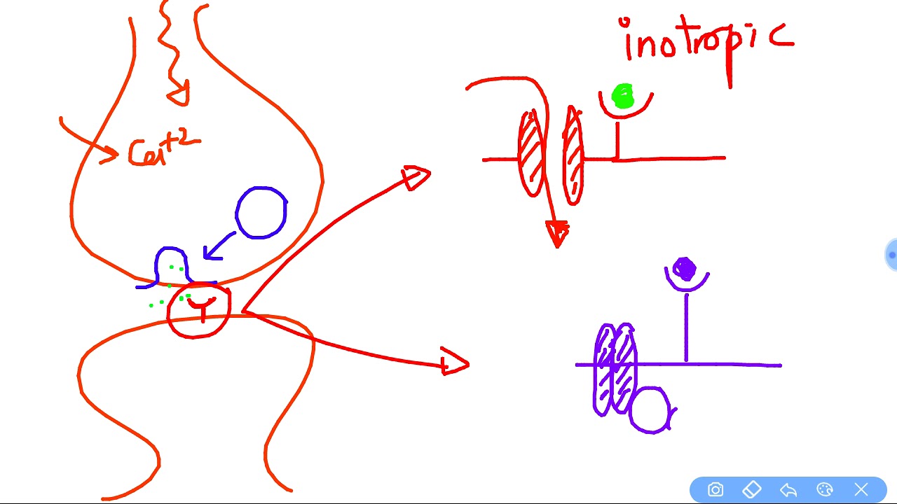 Synapse physiology