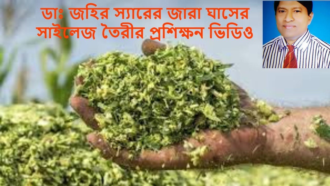 জারা ঘাসের সাইলেজ তৈরীর প্রশিক্ষন | silage making training