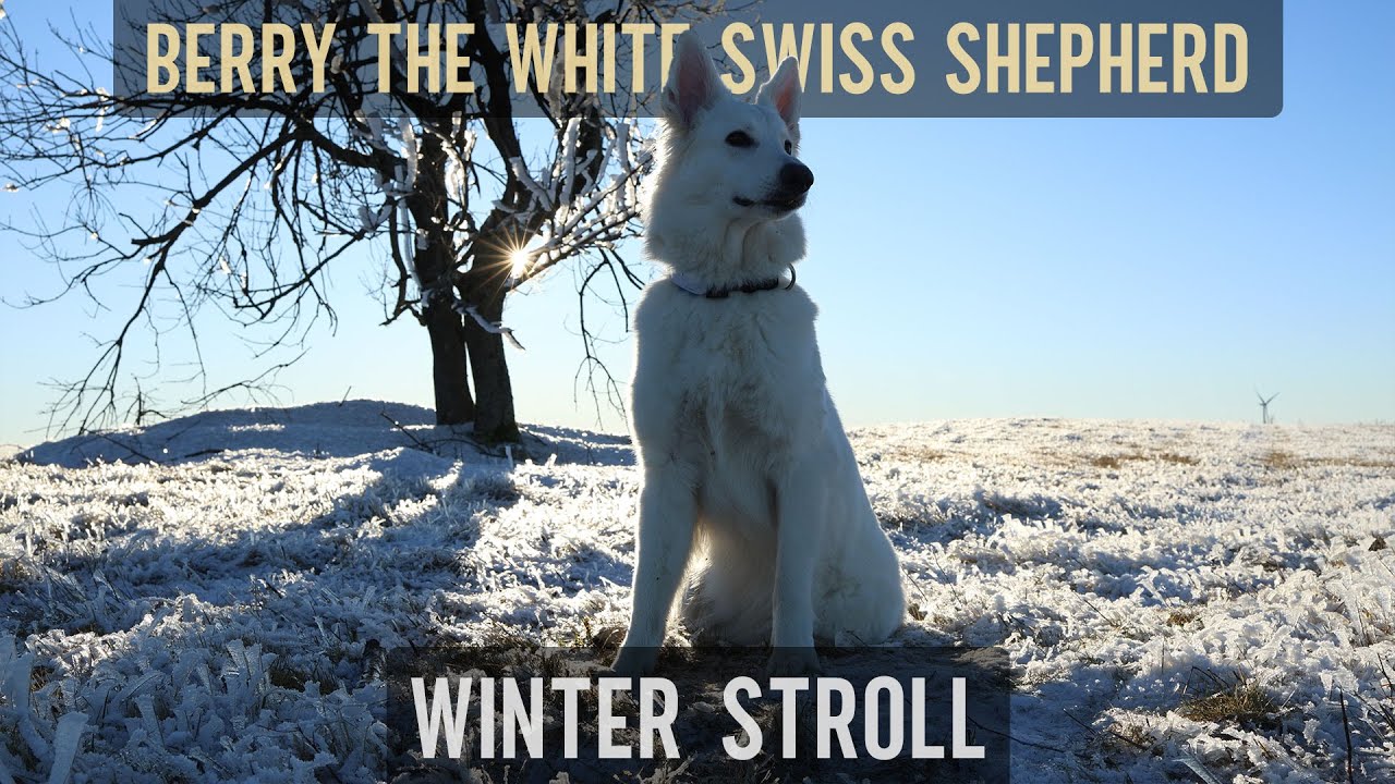 Late afternoon stroll in the mountains with Berry the #WhiteSwissShepherd
