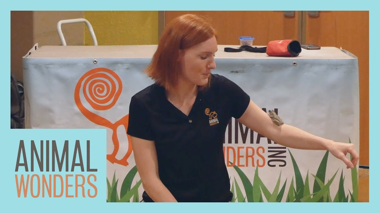 Going To An Animal Presentation! | Skunk, Frog, and More