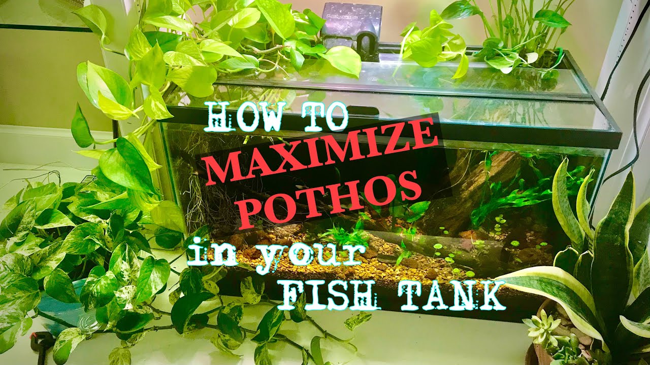 КАК 💪МАКСИМИЗИРОВАТЬ ПОТОС 💪 в вашем АКВАРИУМЕ!🐟🐟🐟
