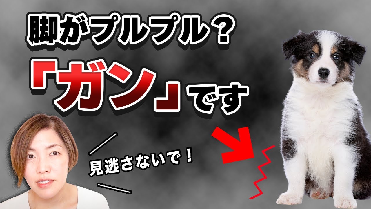 知ってるだけで防げるガンの初期症状！あなたのペットは大丈夫？【獣医師が解説】