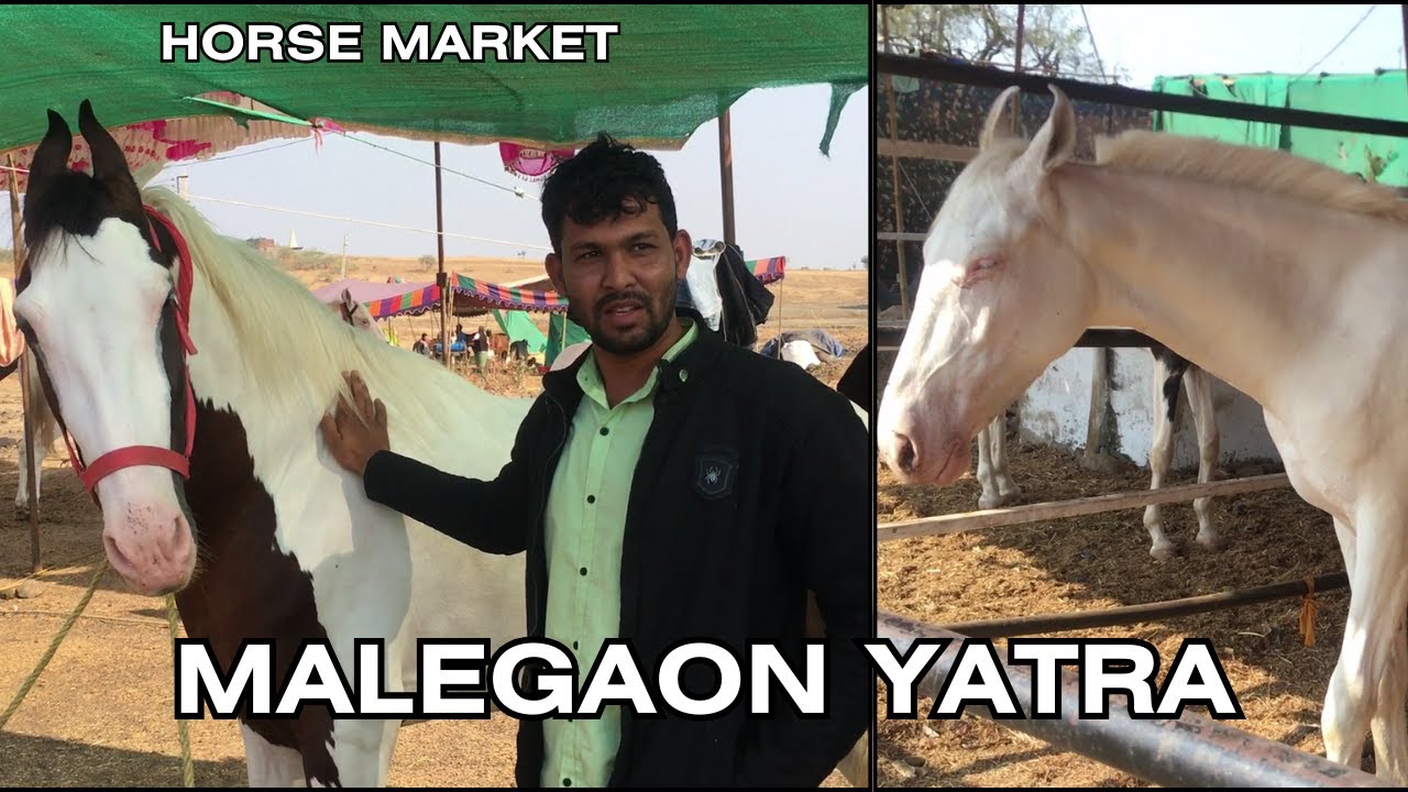 Malegaon Horse Market || Malegaon Jatra || Marwadi Horses #yatra #malegaon #horse #nanded