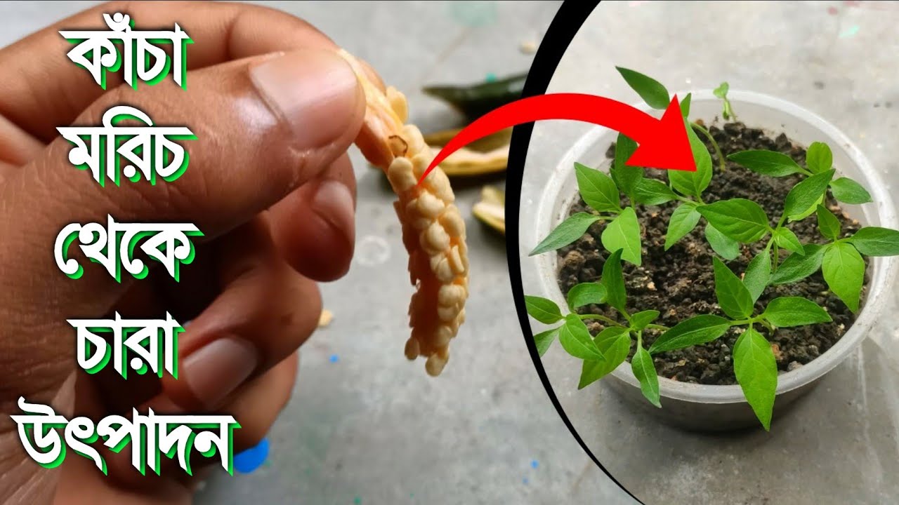মরিচের বীজ থেকে চারা উৎপাদন | মরিচ চাষ পদ্ধতি | How to grow Chillies at home
