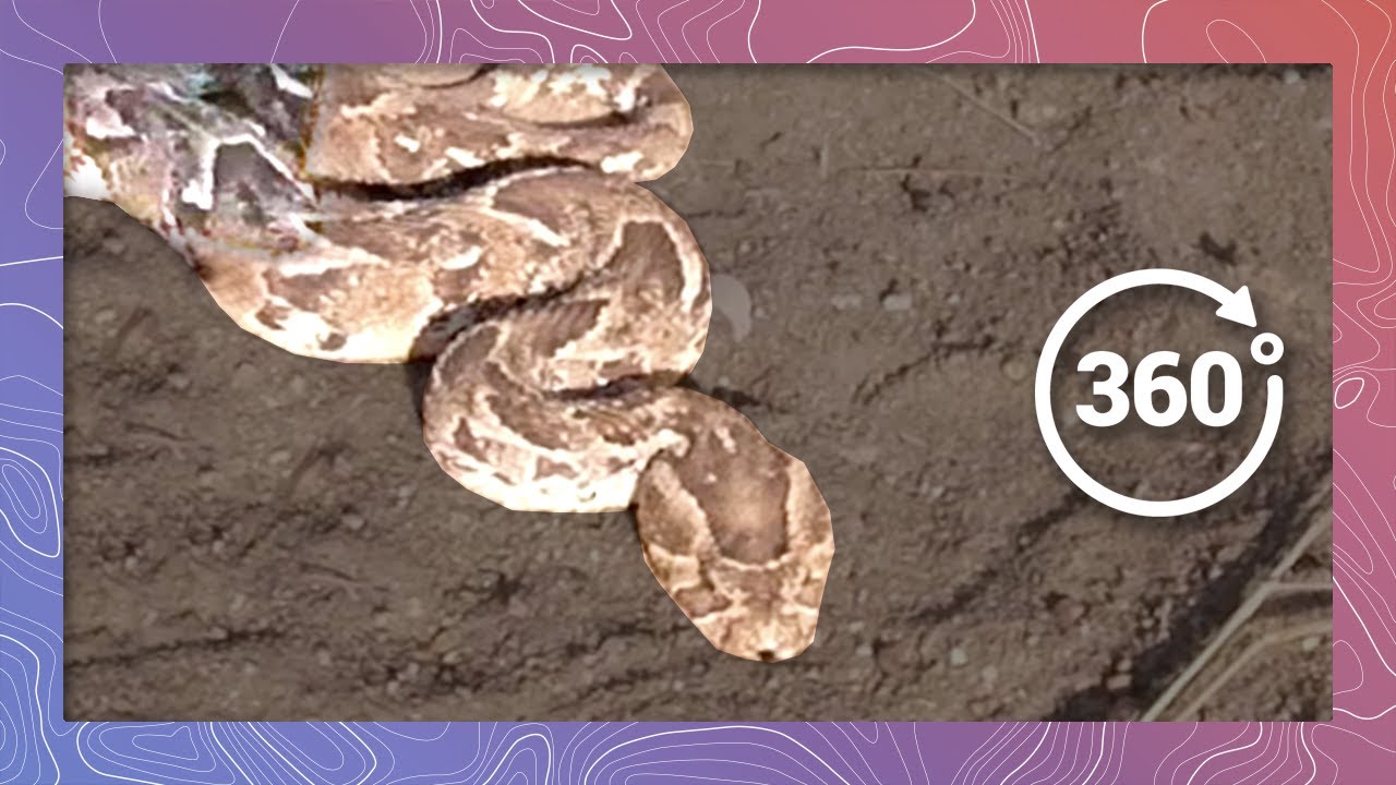 Deadly Puff Adder Released Into The Wild | Wildlife In 360 VR