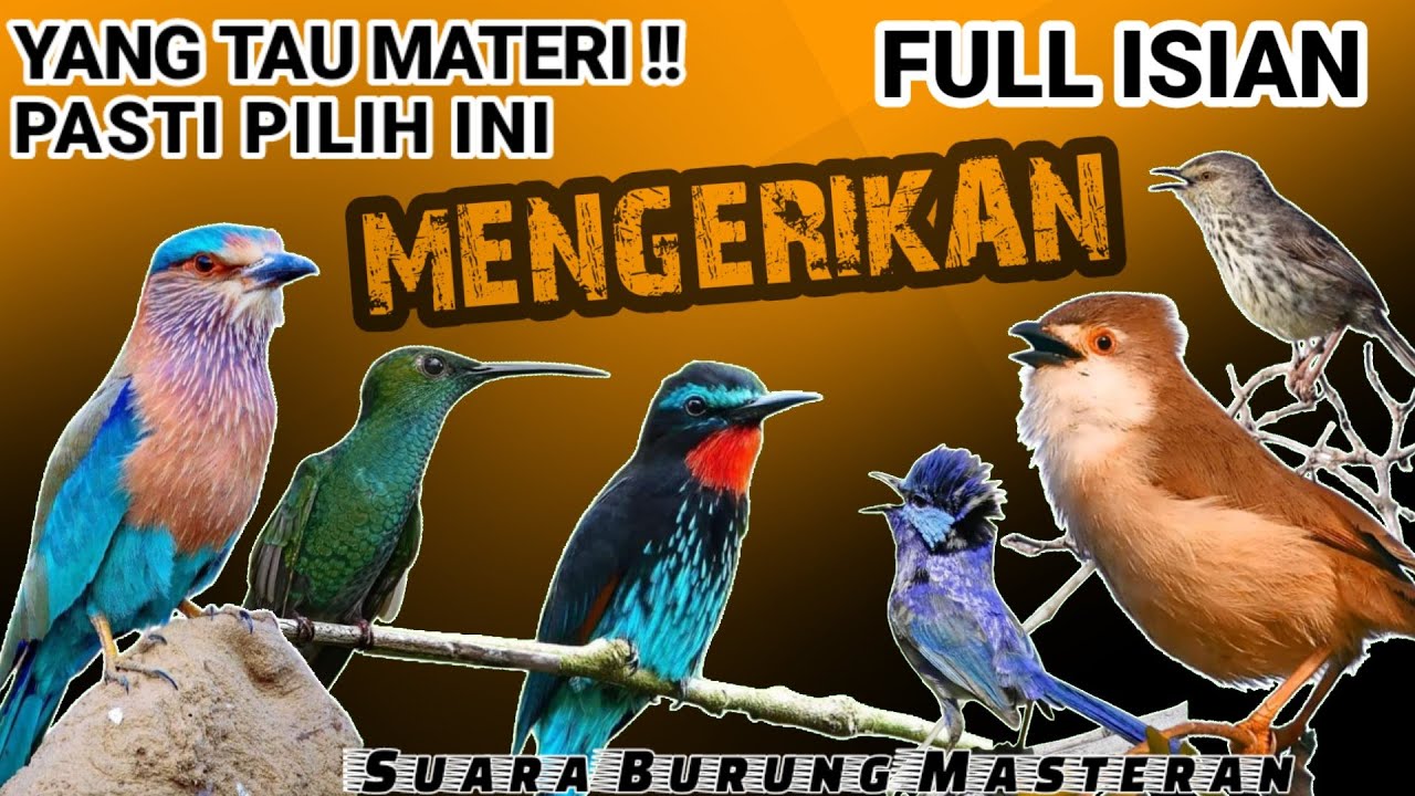 FULL ISIAN MENGERIKAN! MASTERAN Kasar UNTUK BURUNG LOMBA - YANG TAU MATERI PASTI PILIH INI