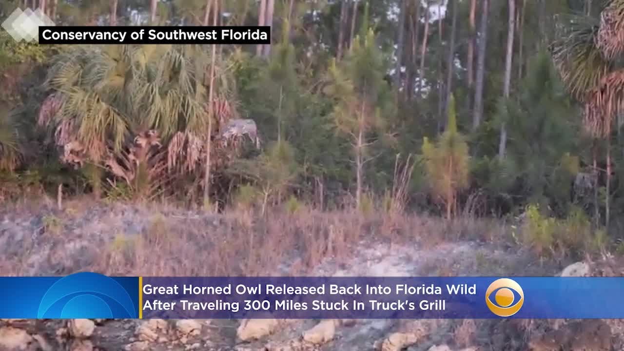 Great Horned Owl Released Back Into Florida Wild After Traveling 300 Miles Stuck In Truck's Grill