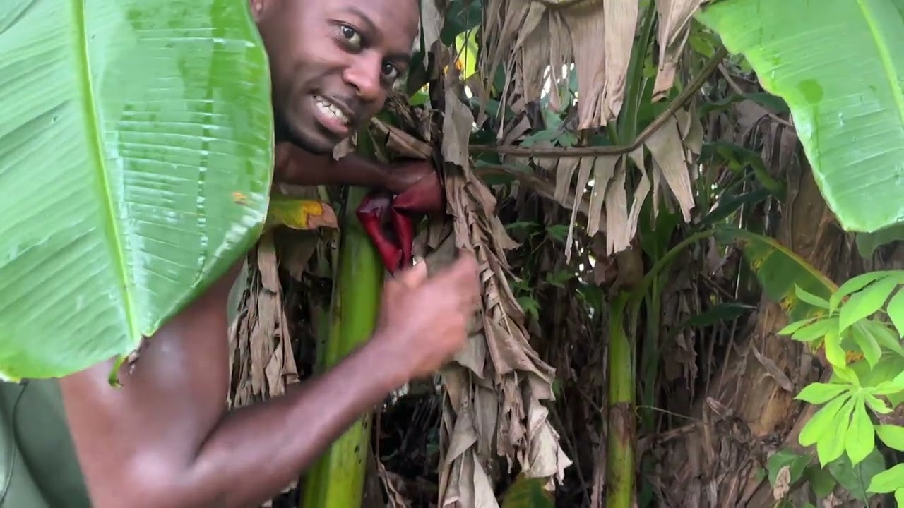 Did You KNOW You Can Eat Banana FLOWERS?