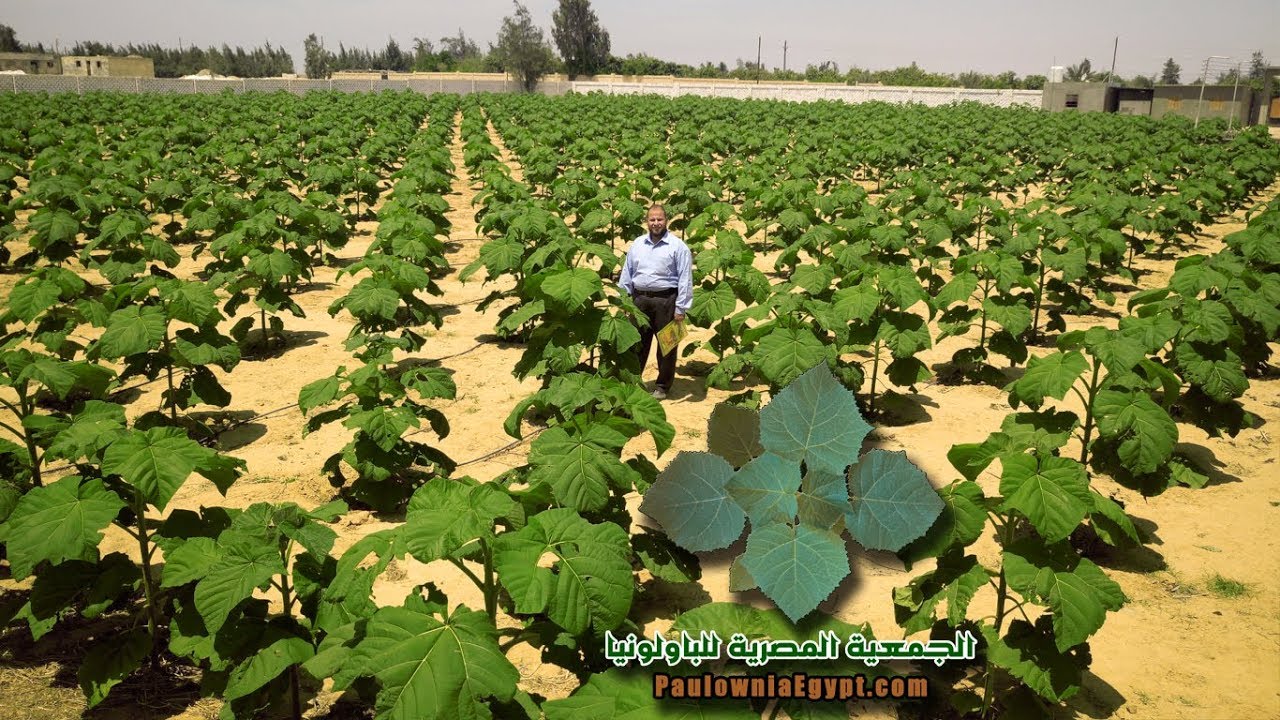 جولة فى مزرعة باولونيا عرابى عمر شهر فى الاسماعيلية