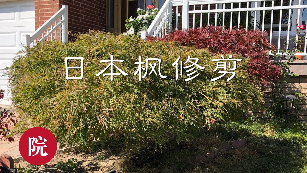 【彬彬有院】种•303日本枫树（Waterfall)简易修剪//介绍需要的修剪工具