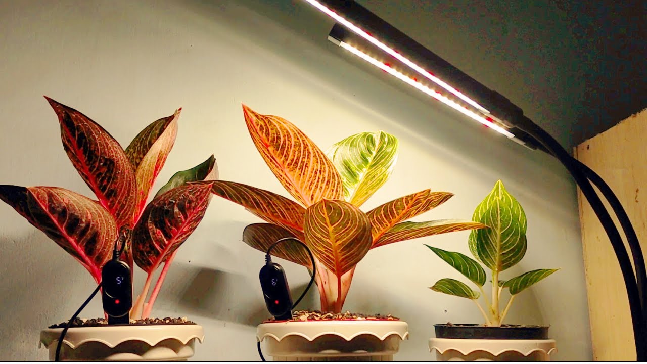 Growing Chinese Evergreen Indoor ? You need This | Grow Lights for indoor plants + Moisture Meter
