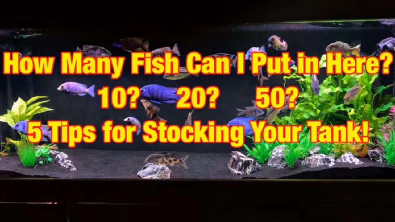 My 5 Tips for Stocking Your Tank